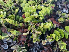 Arctostaphylos imbricata