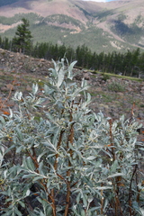 Salix alaxensis