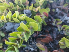 Arctostaphylos imbricata