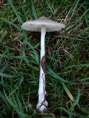 Volvopluteus gloiocephalus