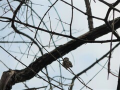 Cynanthus latirostris