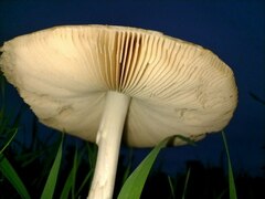 Volvopluteus gloiocephalus