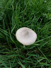 Volvopluteus gloiocephalus