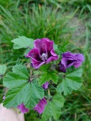 Malva sylvestris mauritiana