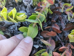 Arctostaphylos imbricata