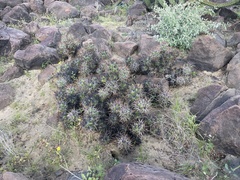 Corynopuntia invicta
