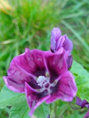Malva sylvestris mauritiana
