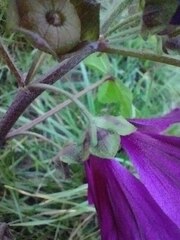 Malva sylvestris mauritiana