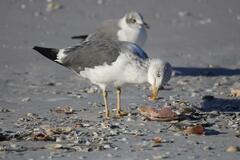 Larus fuscus graellsii