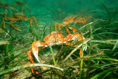 Leptomithrax gaimardii