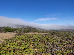 Arctostaphylos imbricata