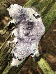 Nectriopsis violacea