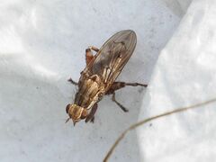 Salticella fasciata