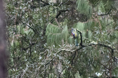 Trogon mexicanus
