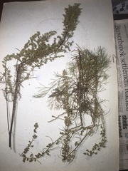 Artemisia campestris caudata