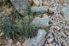 Teucrium asiaticum