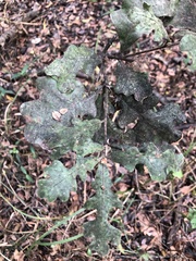 Quercus similis