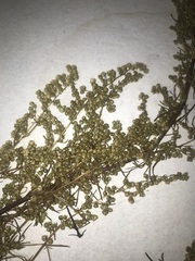 Artemisia campestris caudata