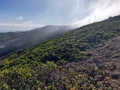Arctostaphylos imbricata