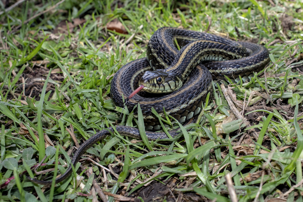 Mexican Garter Snake From Unnamed Road, 51025 Méx., México On October ...