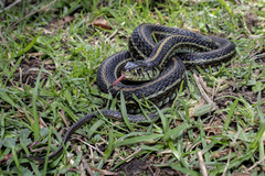 Thamnophis eques