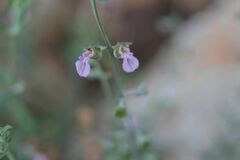 Teucrium asiaticum