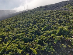 Arctostaphylos imbricata