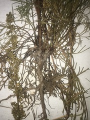 Artemisia campestris caudata