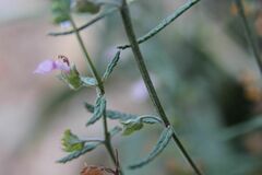 Teucrium asiaticum