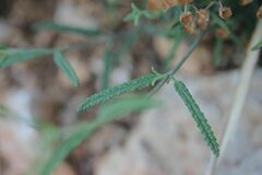 Teucrium asiaticum
