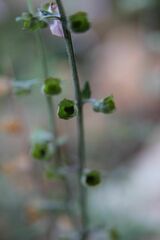 Teucrium asiaticum