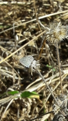 Hemiargus hanno hanno