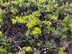 Arctostaphylos imbricata