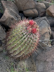 Ferocactus