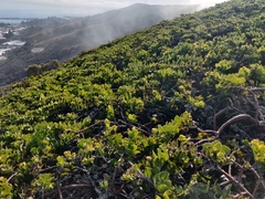 Arctostaphylos imbricata