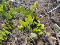 Arctostaphylos imbricata