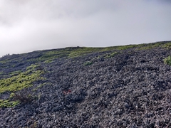 Arctostaphylos imbricata