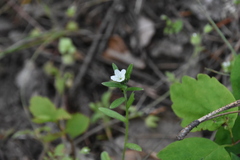 Buglossoides arvensis