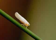 Neocenchrea heidemanni