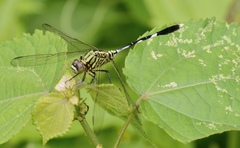 Orthetrum sabina