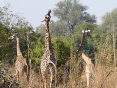 Giraffa camelopardalis thornicrofti