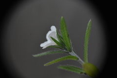 Buglossoides arvensis