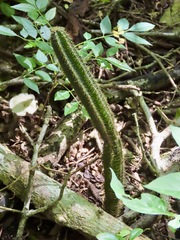 Acanthocereus tetragonus
