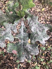 Quercus similis