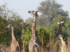 Giraffa camelopardalis thornicrofti
