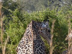 Giraffa camelopardalis thornicrofti