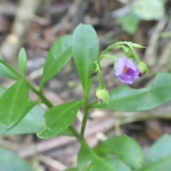 Talinum fruticosum
