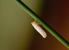 Neocenchrea heidemanni