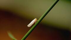 Neocenchrea heidemanni