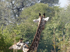 Giraffa camelopardalis thornicrofti